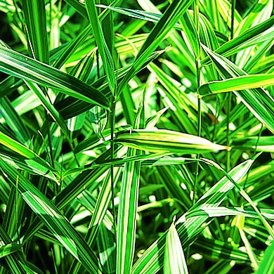 Dwergbamboe (Pleioblastus fortuneii) - Pleioblastus fortunei variegata - Willemse