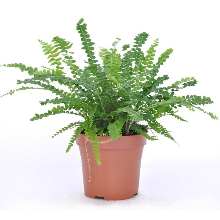 Krulvaren 'Duffi' incl. witte sierpot - Nephrolepis exaltata Duffi - Willemse