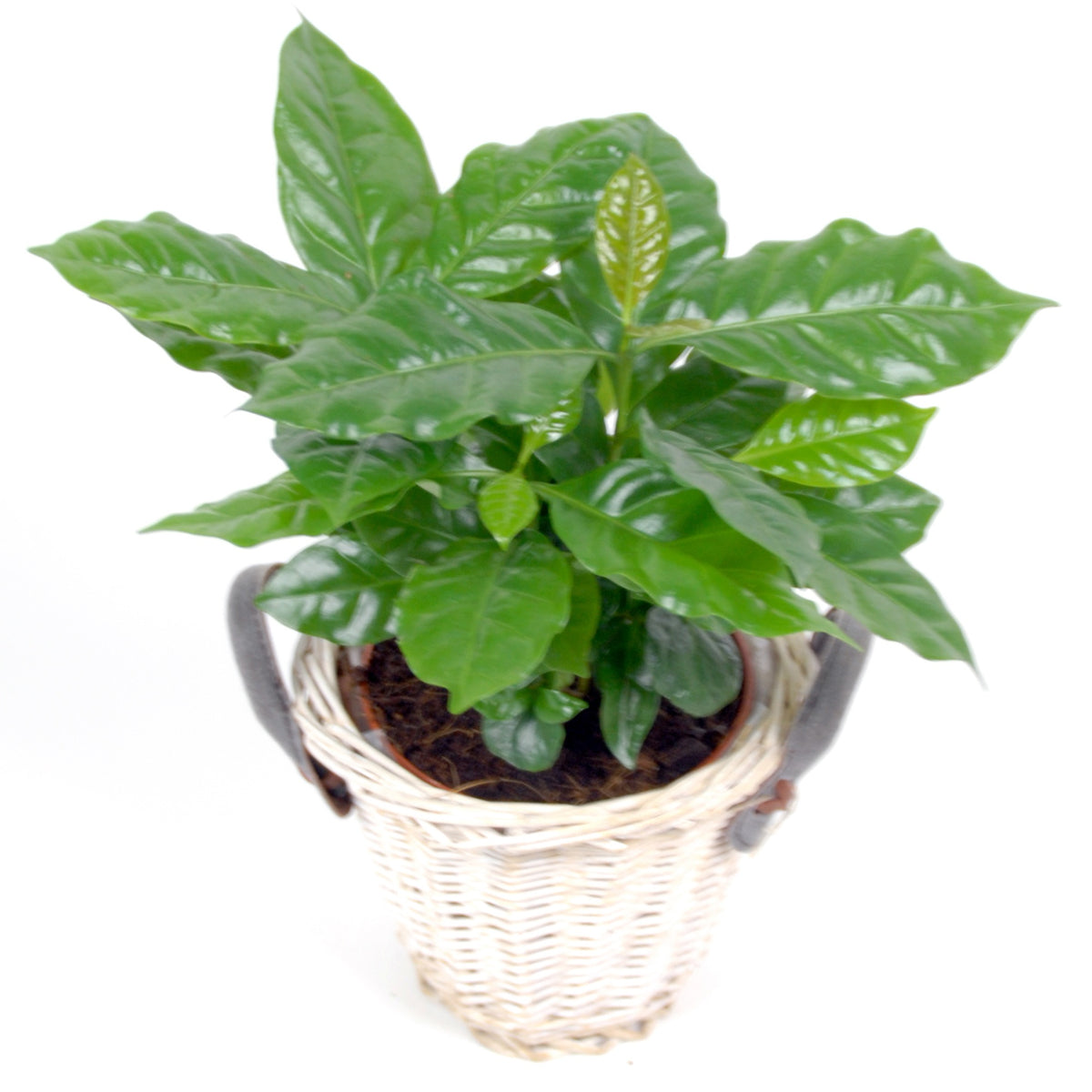 Koffieplant incl. witte sierpot - Coffea arabica - Willemse