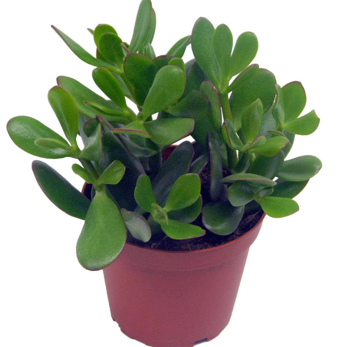 Jadeplant incl. witte sierpot - Willemse