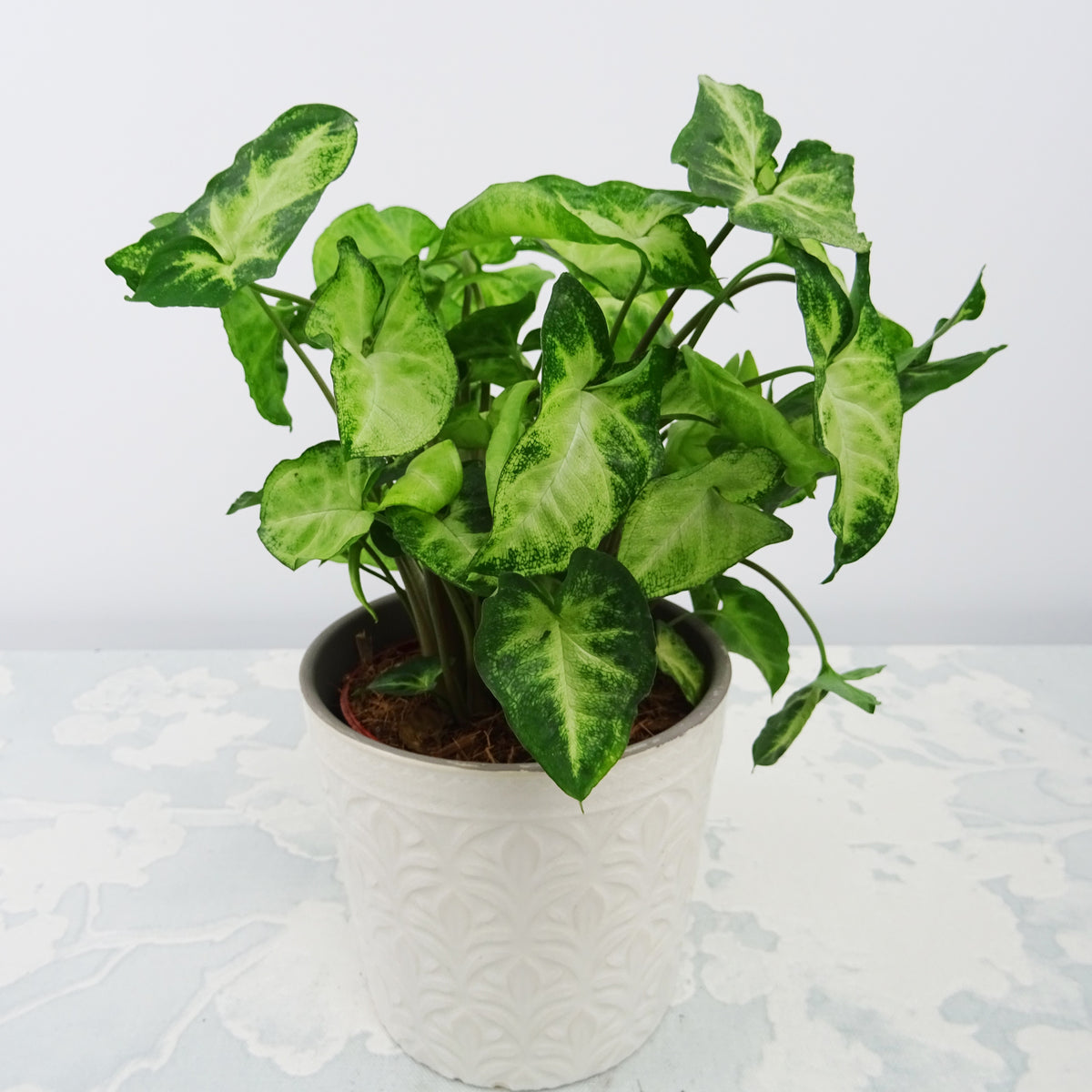 Syngonium 'Pixie' - Syngonium pixie - Willemse