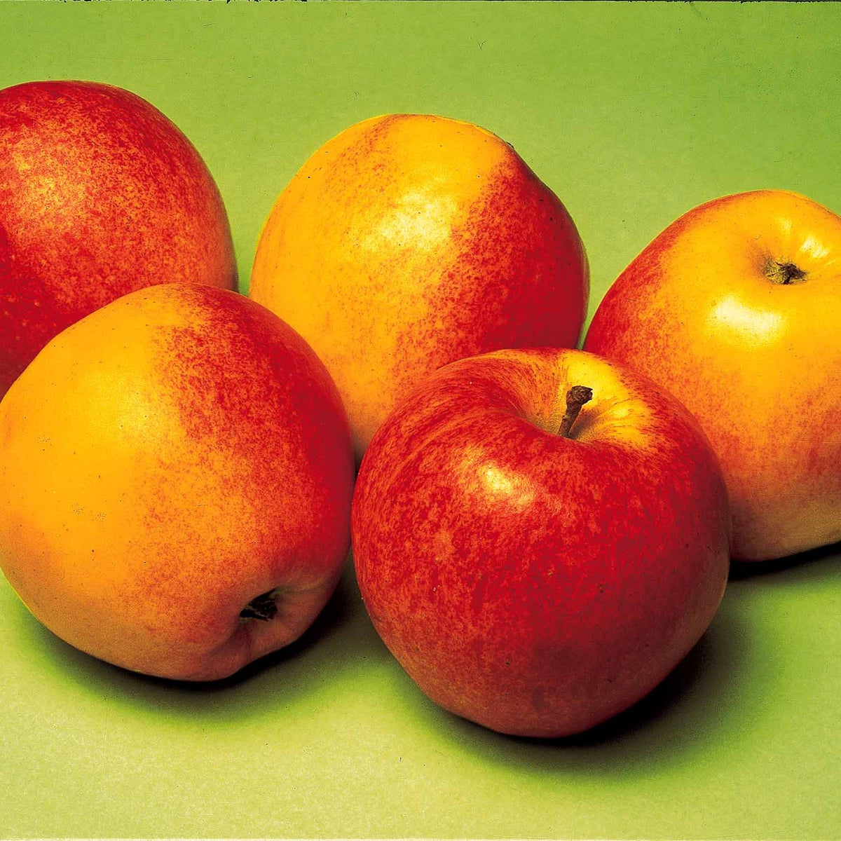 Appelboom 'Gala' de pot