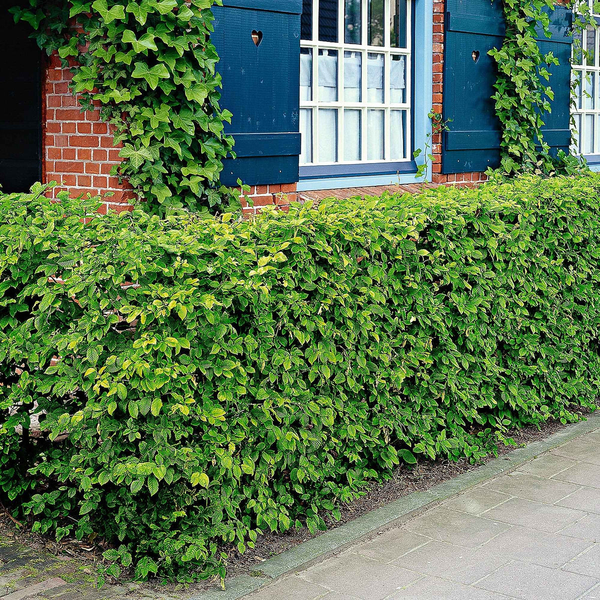 Haagheesters - Haagbeuk (x10) - Carpinus betulus