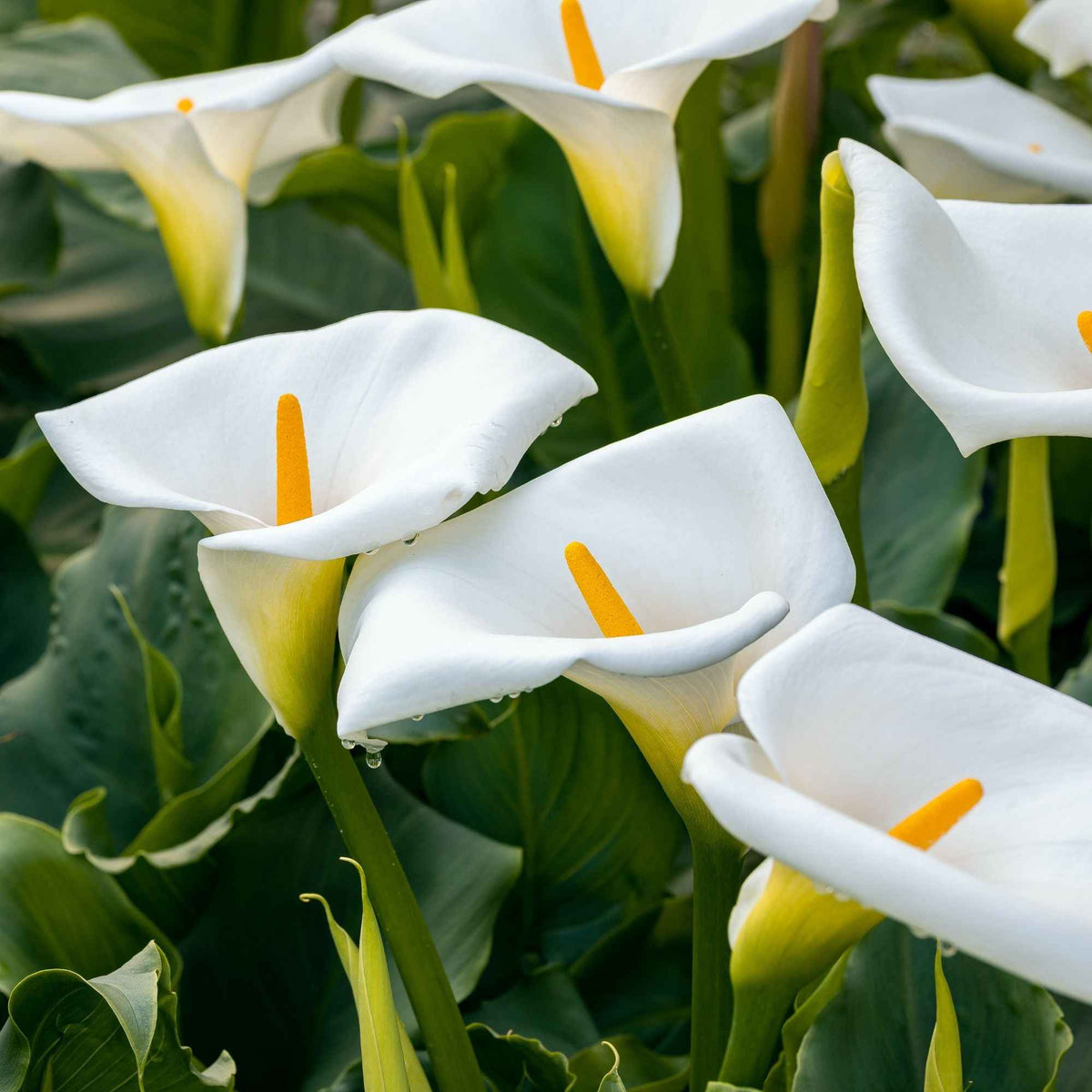 Ethiopische witte aronskelk - Zantedeschia aethiopica - Willemse