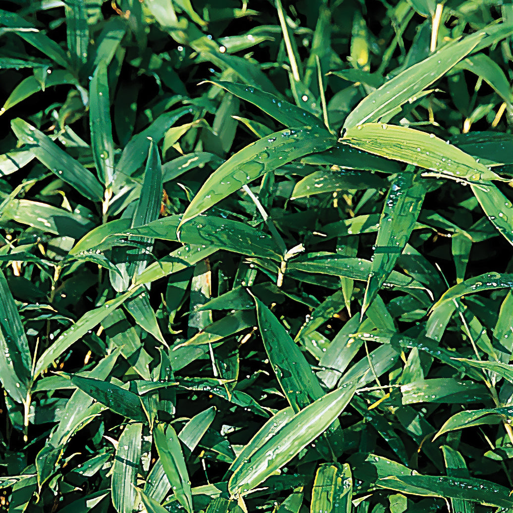 Pleioblastus pygmaeus - Pygmee bamboe - Bamboe