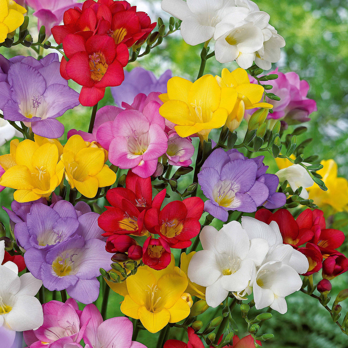 Freesia Mix 'Flower Fragrance' (x25) - Willemse
