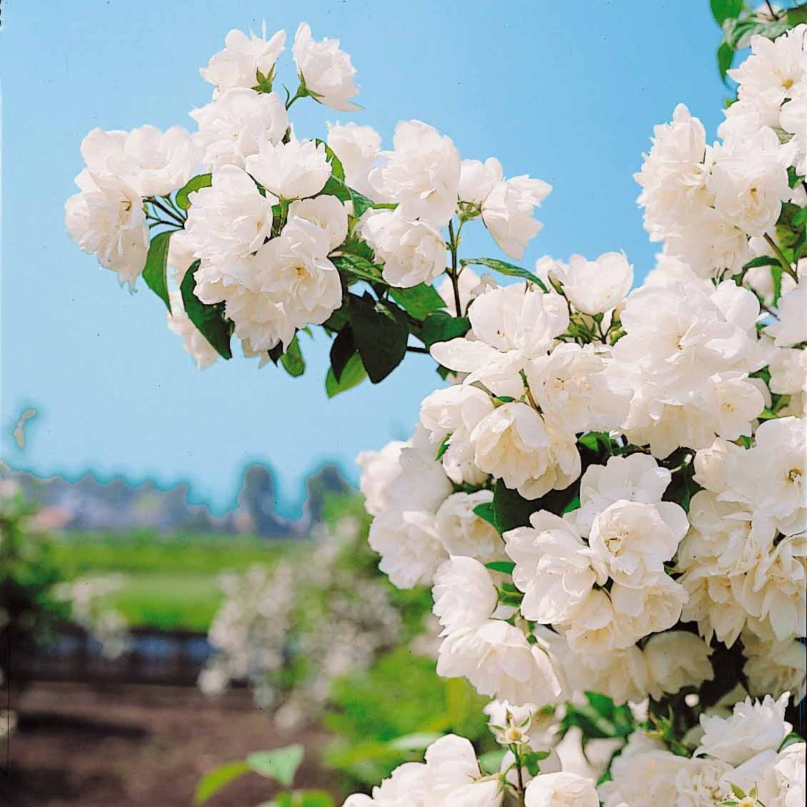 Boerenjasmijn 'Virginal' - Philadelphus virginal
