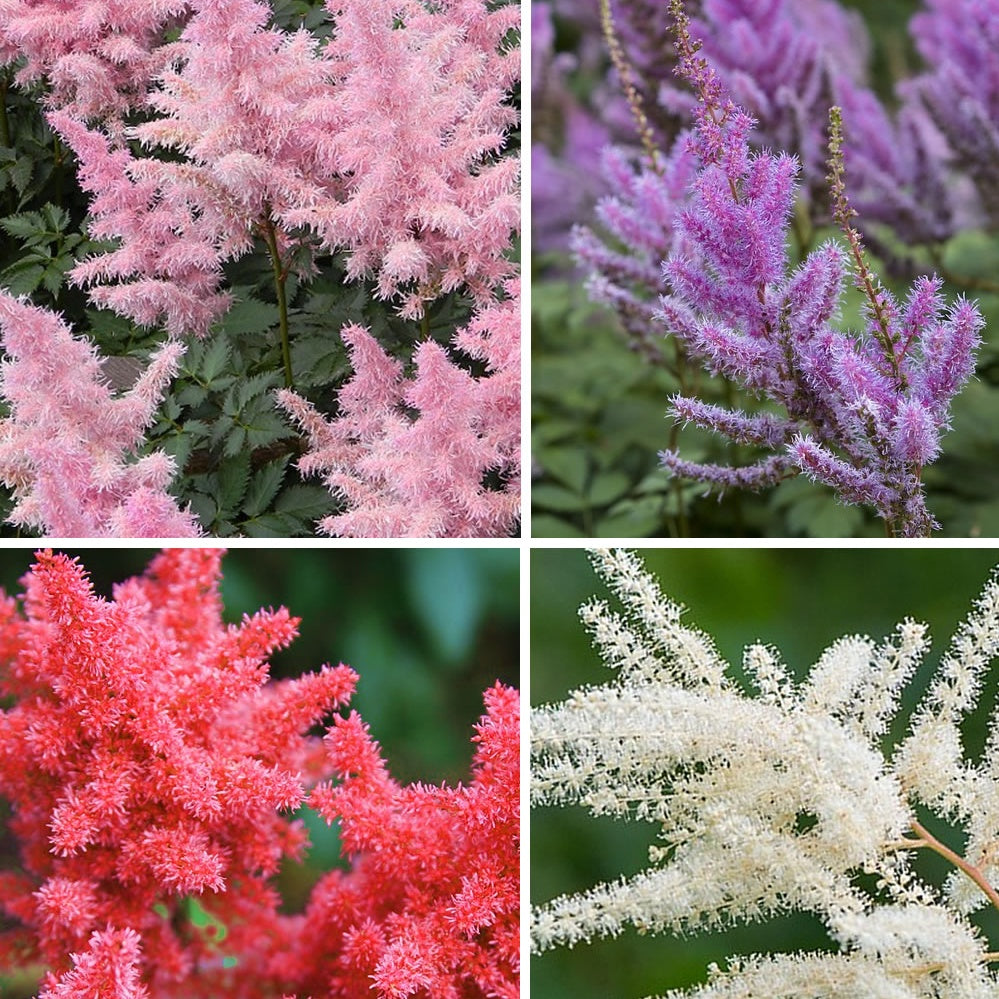 Astilbe - Mix 'Magic' (x4) - Astilbe