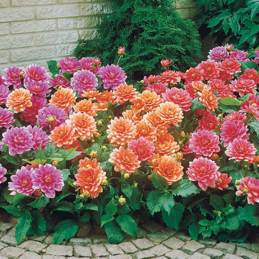 Grootbloemige Dahlia Mix - Dahlia berliner kleene, bluesette, margareth kleen