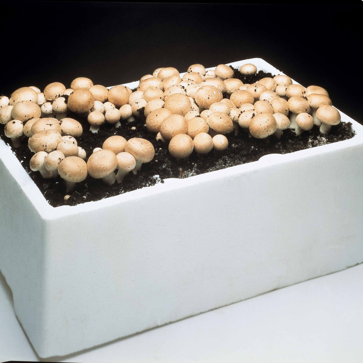 Kweekset champignon - Agaricus bisporus avellaneus