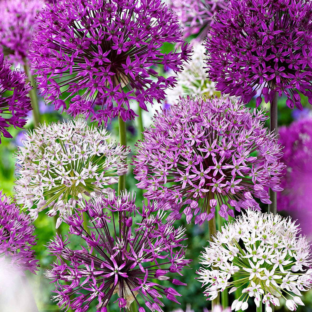 Sierui Mix (x10) - Allium - Willemse