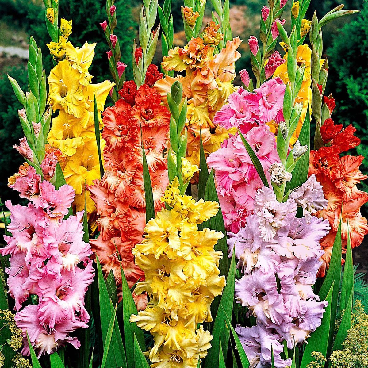 Gladiool Mix (x25) - Gladiolus - Willemse
