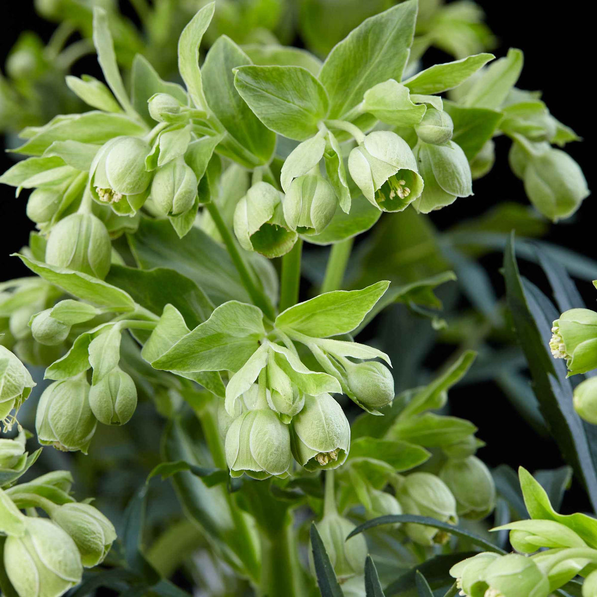 Helleborus foetidus Wester Flisk - Stinkend nieskruid 'Wester Flisk' - Helleborus - Kerstroos