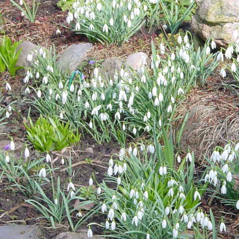 Sneeuwklokje (x25) - Galanthus nivalis - Willemse