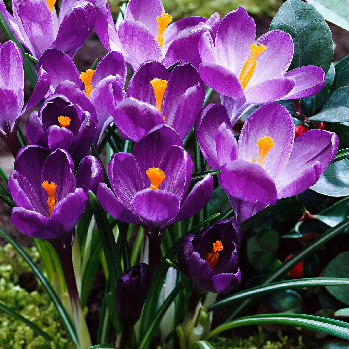 Crocus vernus flower record - Grootbloemige krokus 'Flower Record' (x15) - Krokus