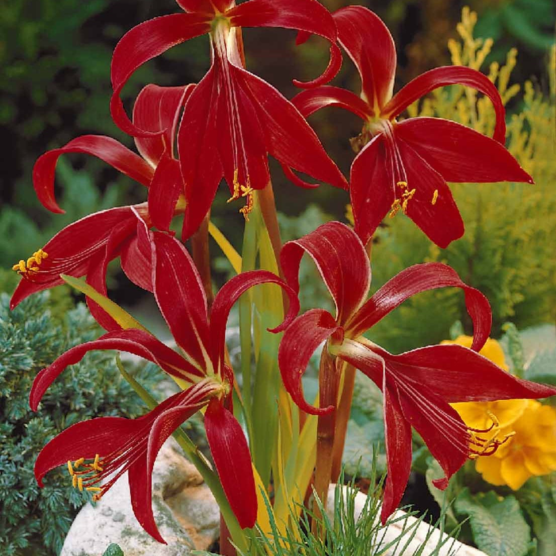 Sprekelia (x2) - Sprekelia formosissima