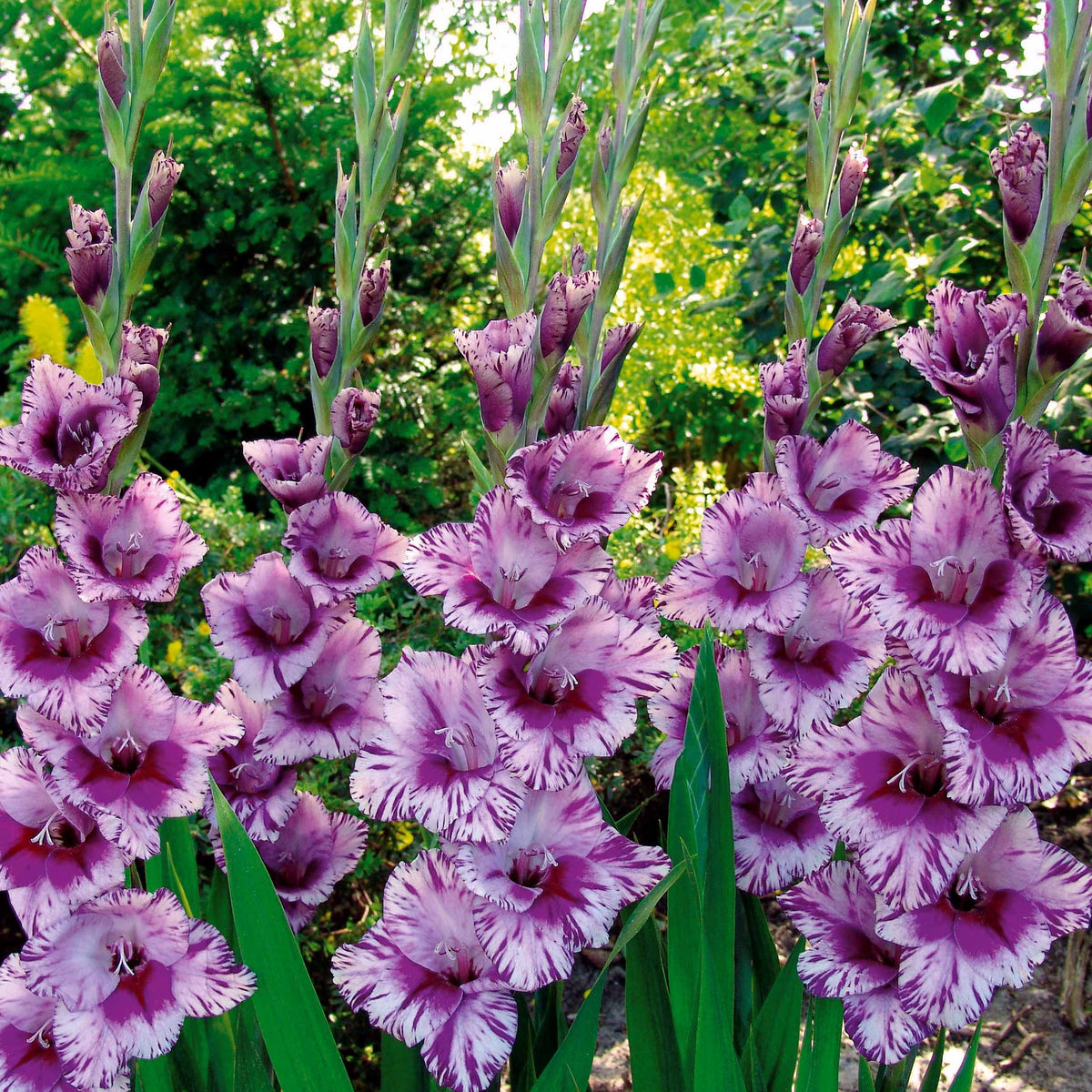 Gladiolus 'zizanie', 'stéréo', 'belle de nuit', 'p - Grootbloemige gladiool Mix (x50) - Gladiolen
