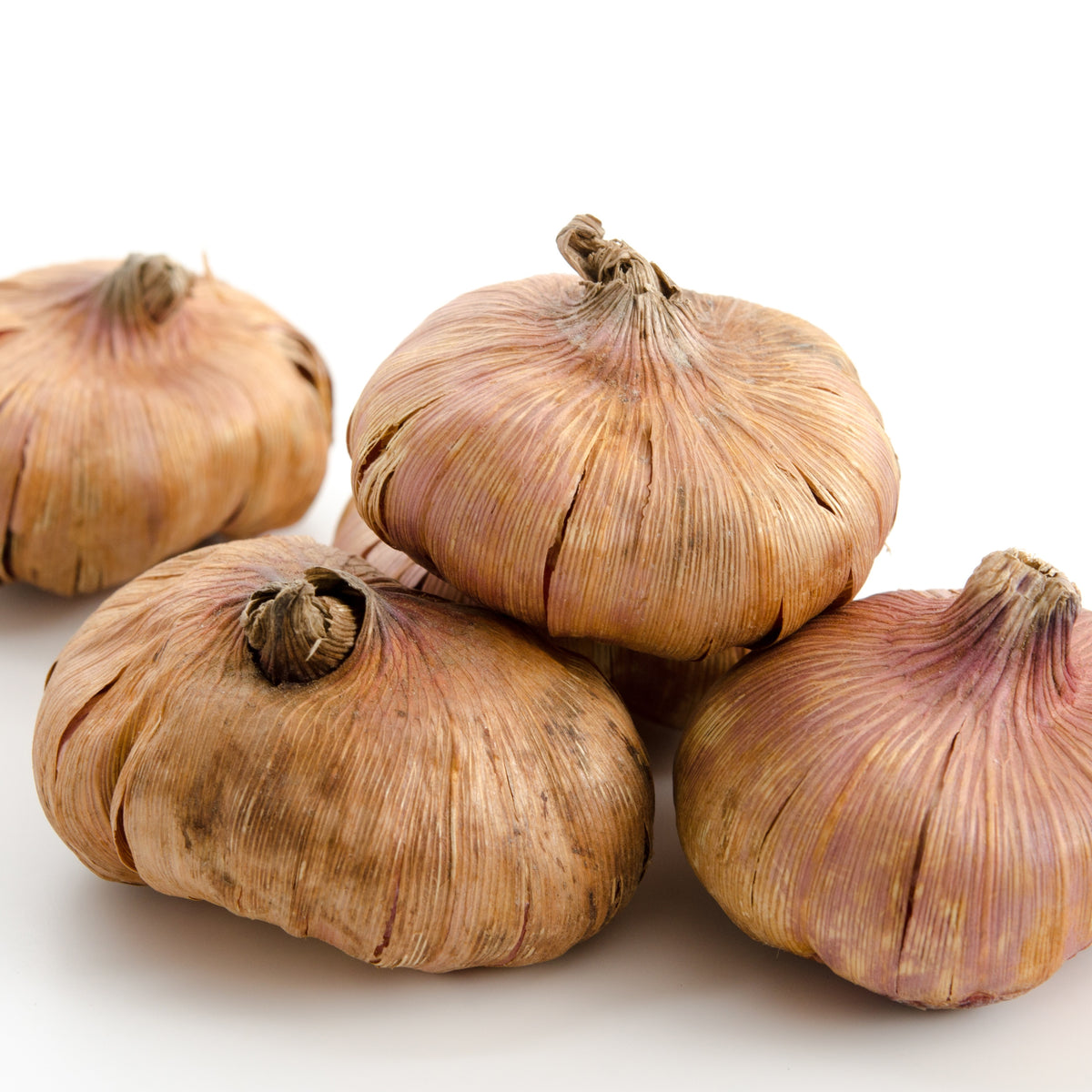 Grootbloemige gladiool 'Zizanie' (x25) - Gladiolus zizanie