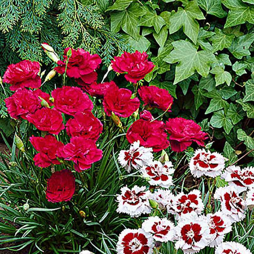 Grasanjer 'David' - Dianthus plumarius David - Willemse