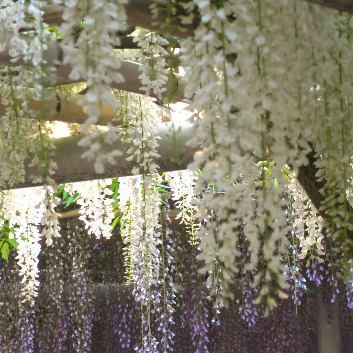 Japanse regen 'Alba - Wisteria sinensis alba