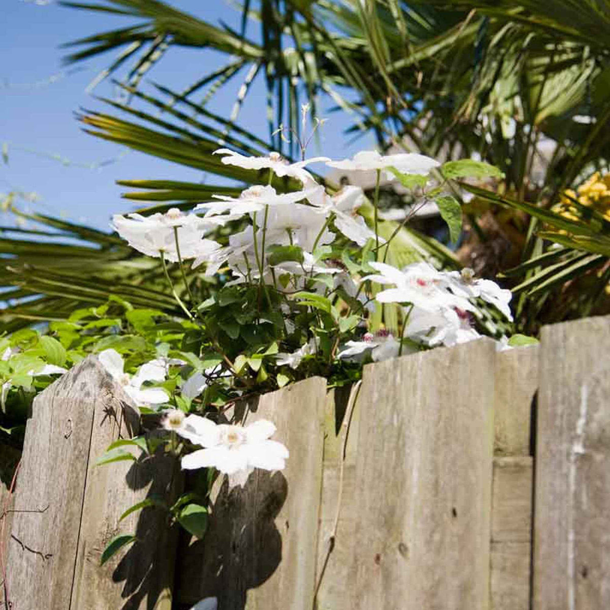 Bosrank 'Miss Bateman' - Clematis miss bateman - Willemse