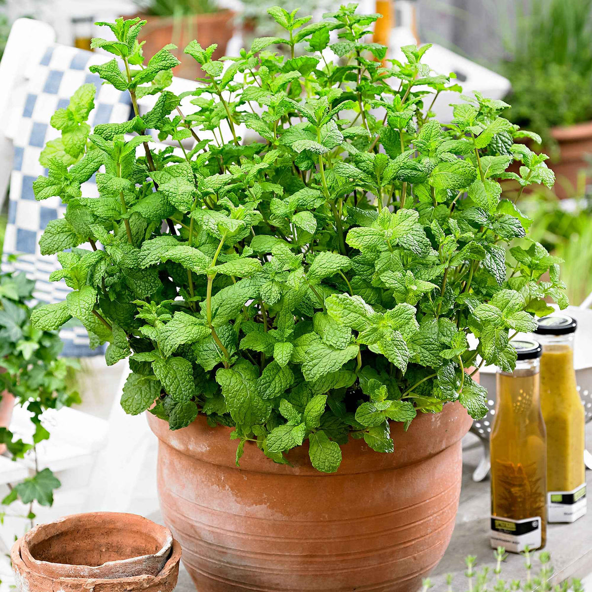 Marokkaanse munt 'Maroccan' - Mentha spicata - Willemse