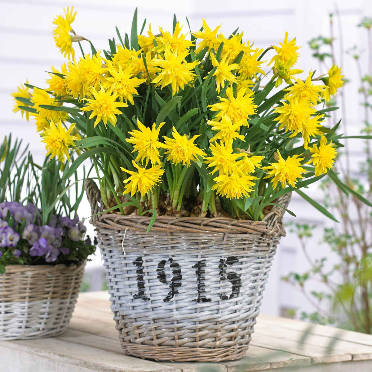 Narcis 'Rip van Winkle' (x5) - Willemse