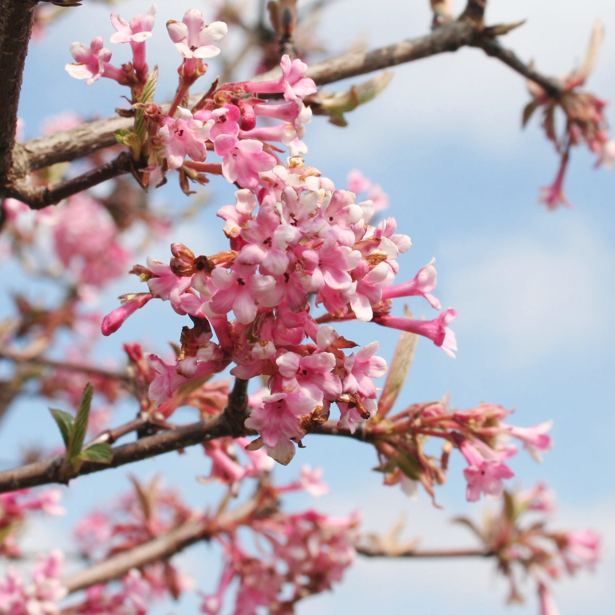 Wintersneeuwbal 'Dawn' - Viburnum bodnantense Dawn - Willemse