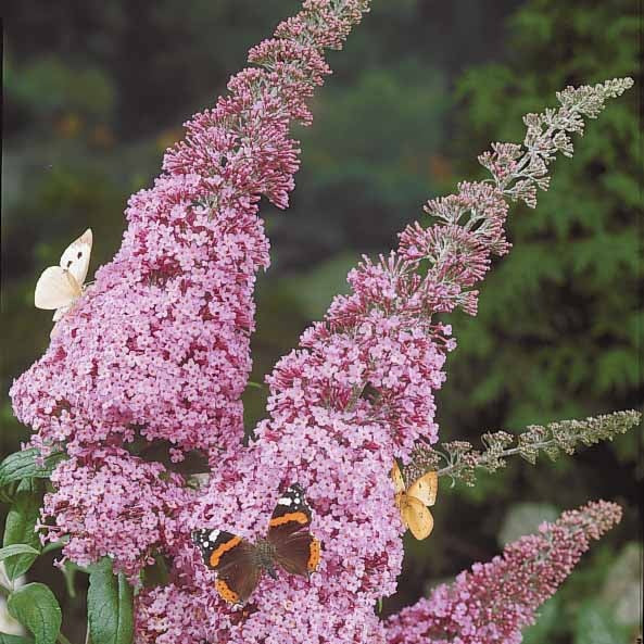 Vlinderstruik 'Pink Delight' - Buddleja davidii pink delight - Vlinderstruiken en bijenplanten