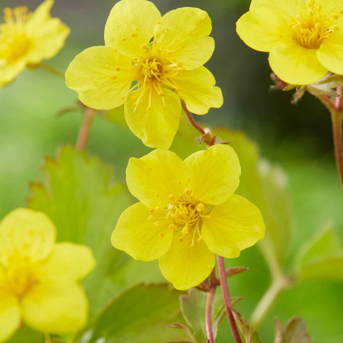 Goudaardbei - Waldsteinia ternata - Willemse