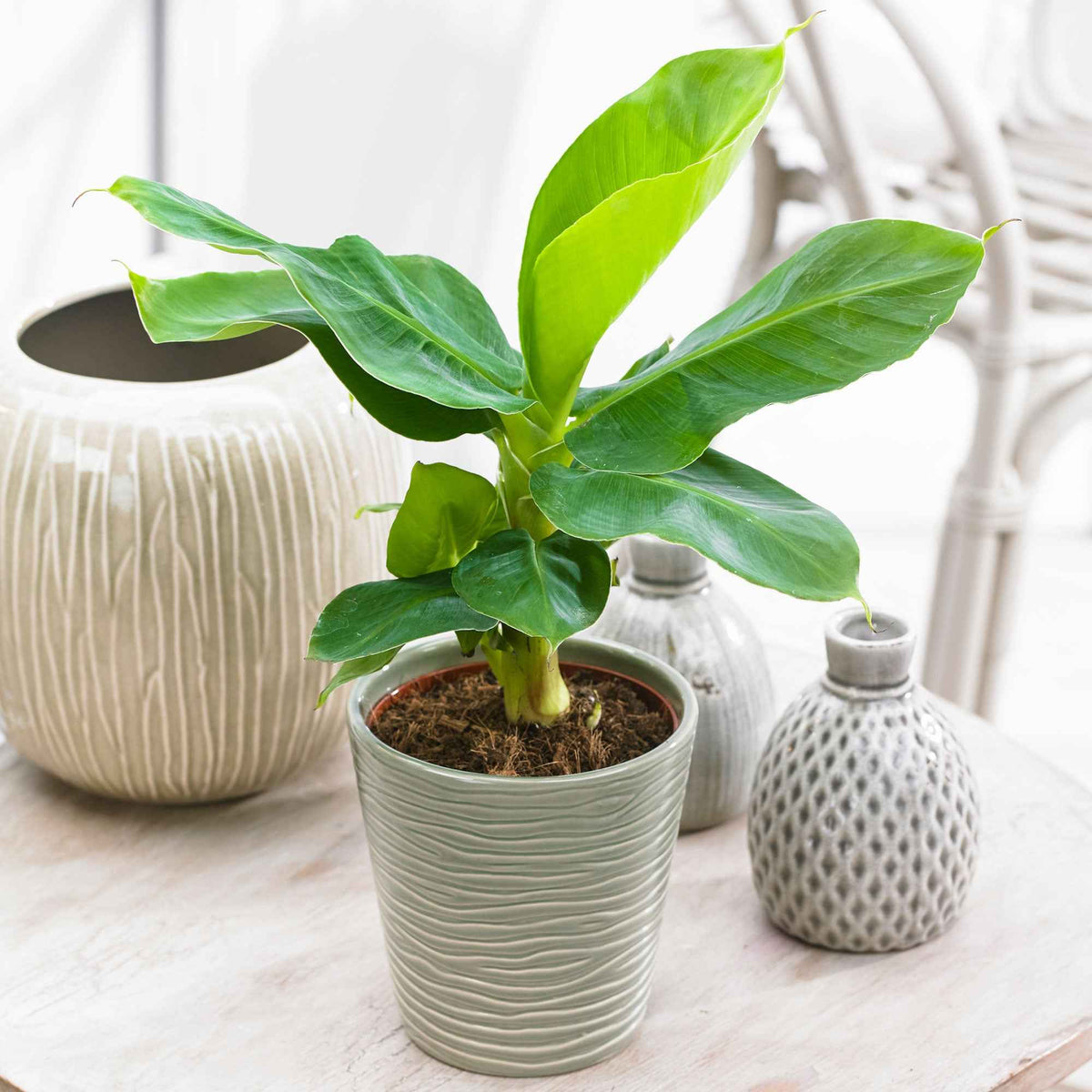 Bananenplant Musa 'Oriental Dwarf' - Musa oriental dwarf - Willemse