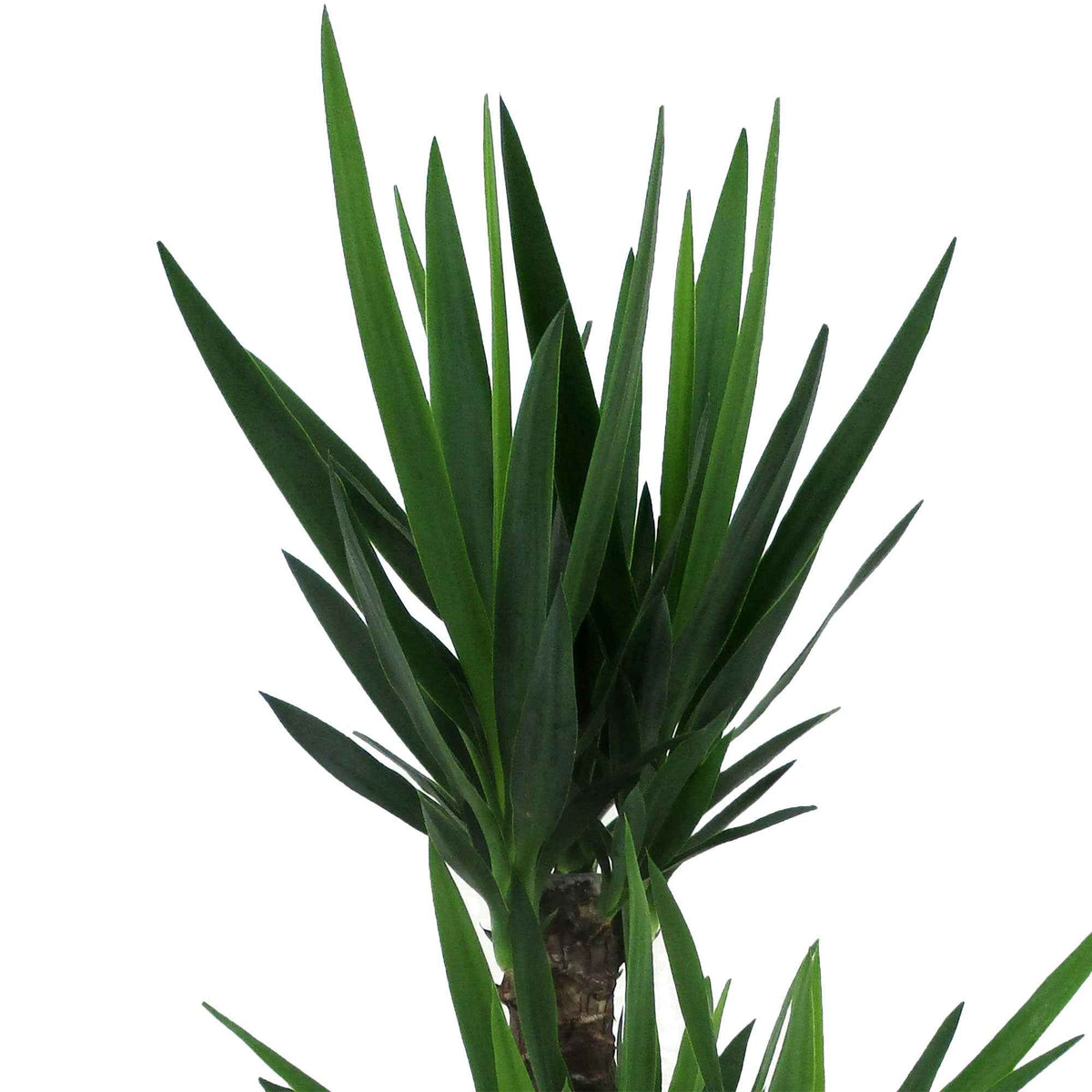 Yucca elephantipes - Palmlelie - Groene kamerplanten voor interieur