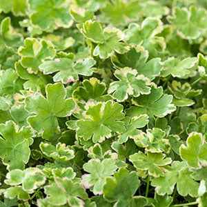 Variegata waterschaal - Willemse