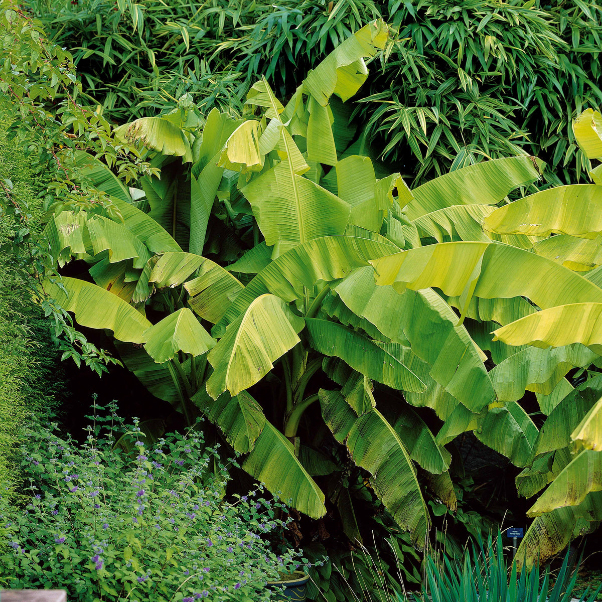 Balkon- en terrasplanten - Bananenplant Musa basjoo - Musa basjoo