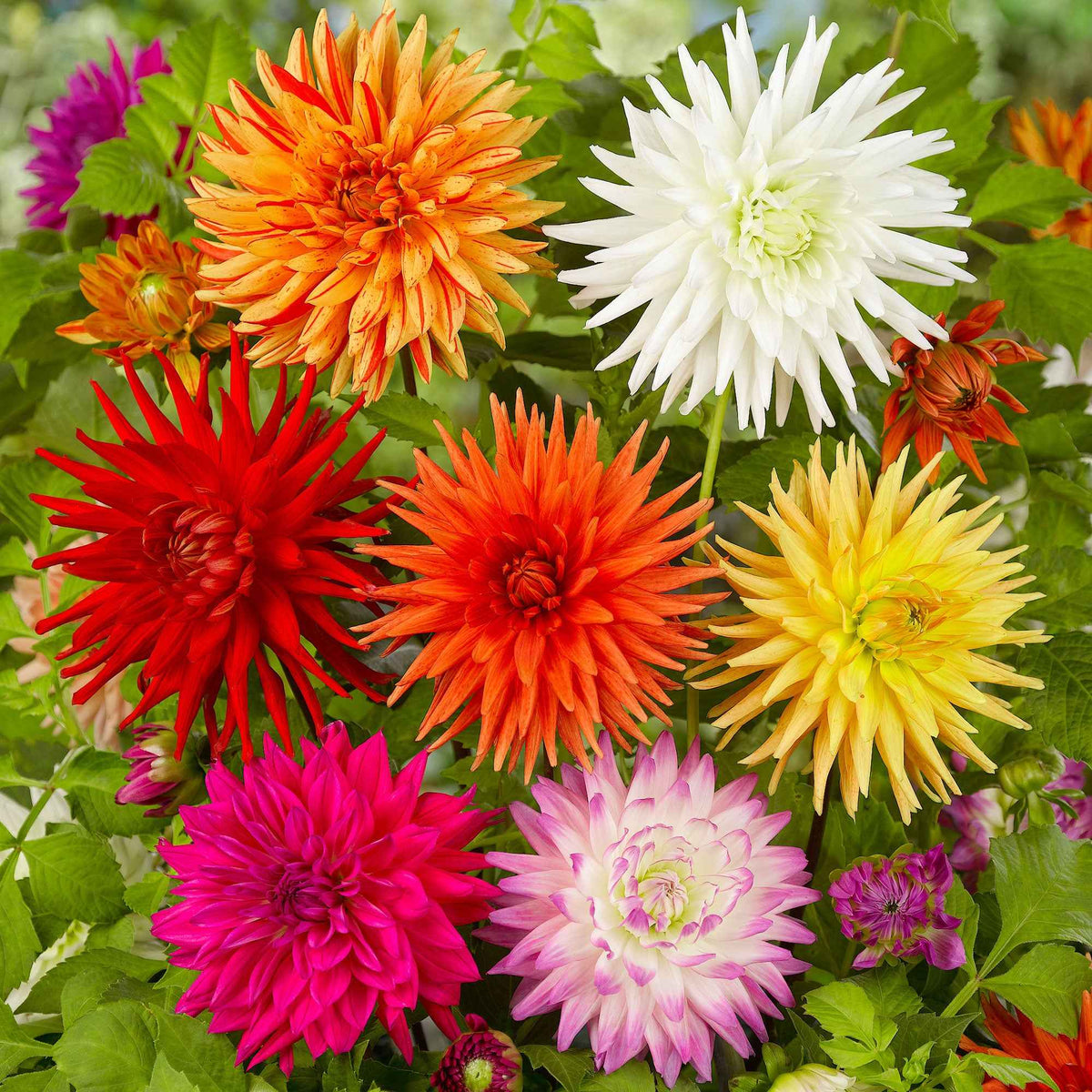 Dahlia Mix 'Cactus' (x10) - Willemse
