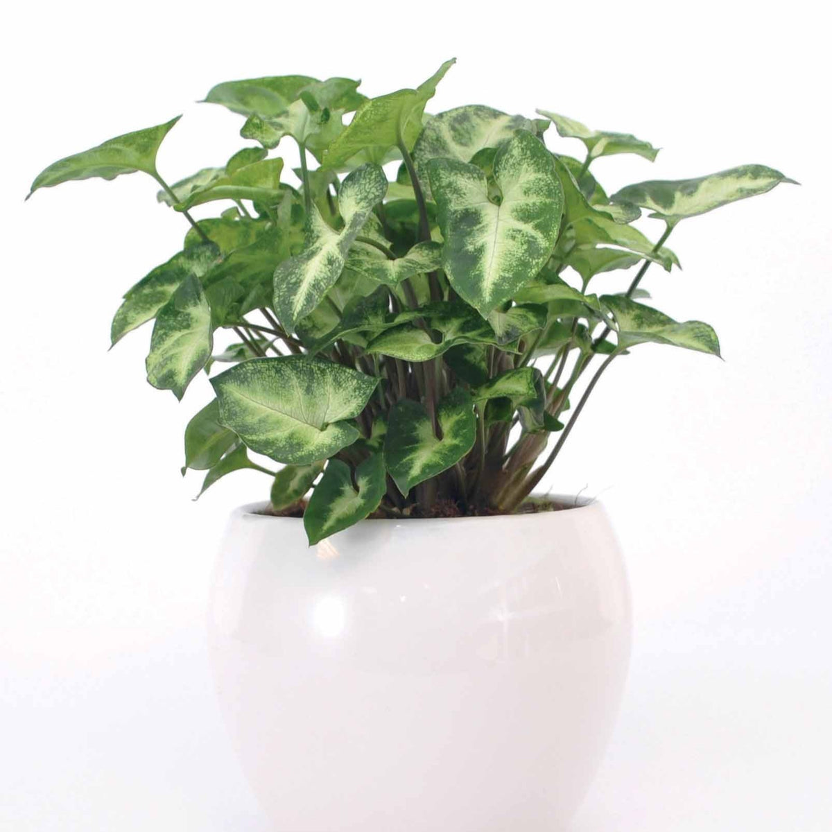 Syngonium 'Pixie' - Syngonium pixie