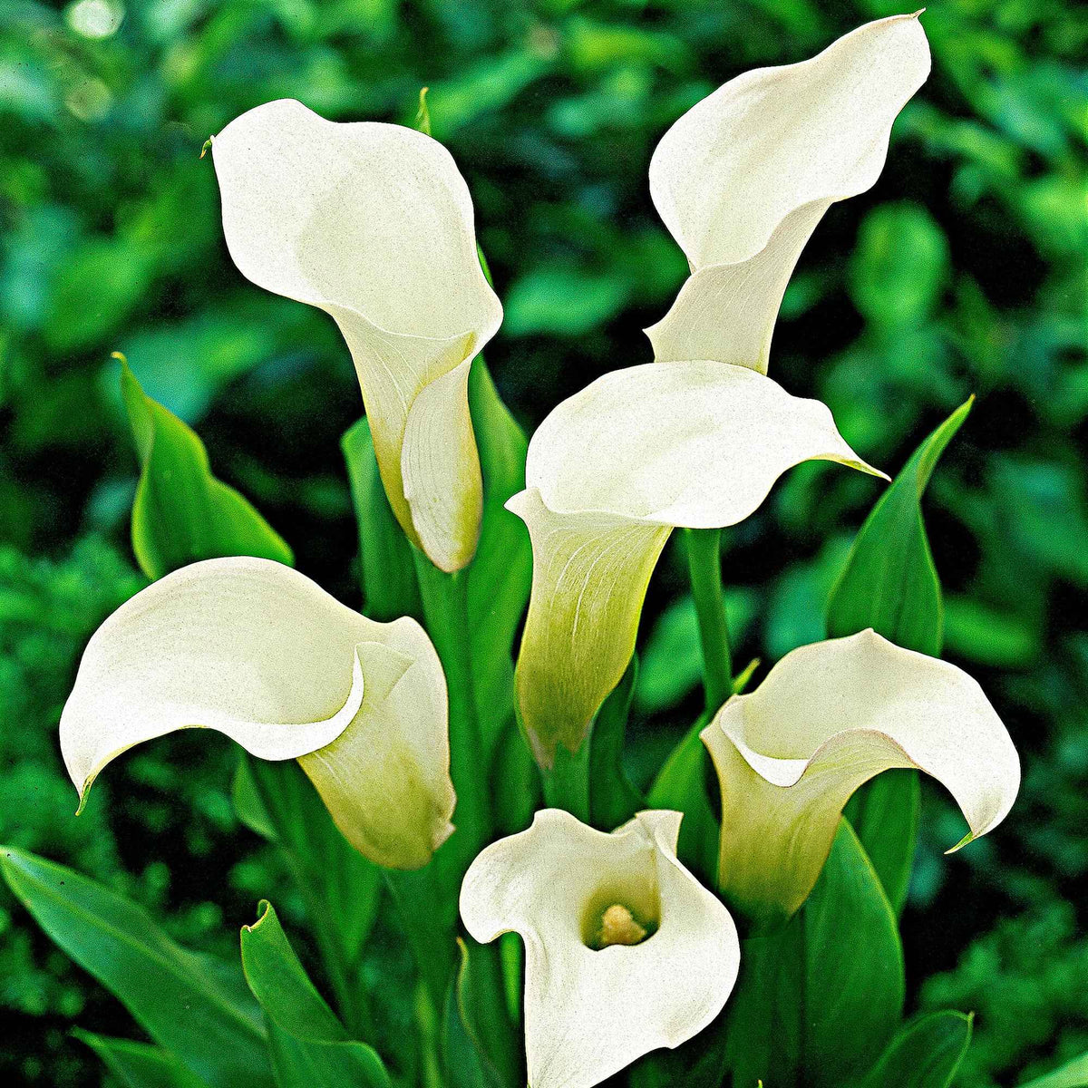 Aronskelk wit (x2) - Zantedeschia albomaculata - Willemse