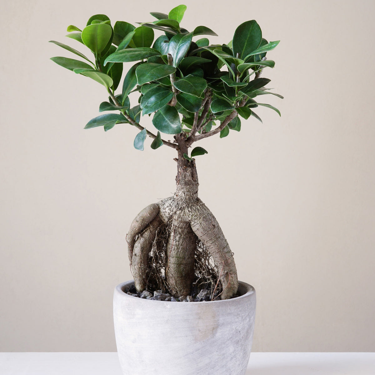 Ficus 'Ginseng' - Ficus microcarpa ginseng - Willemse
