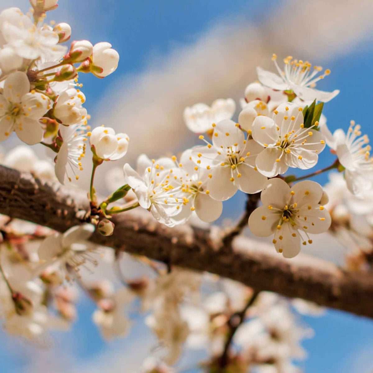 Prunus domestica Reine-Claude verte - Pruimenboom 'Reine-Claude Vert' - Pruimenbomen