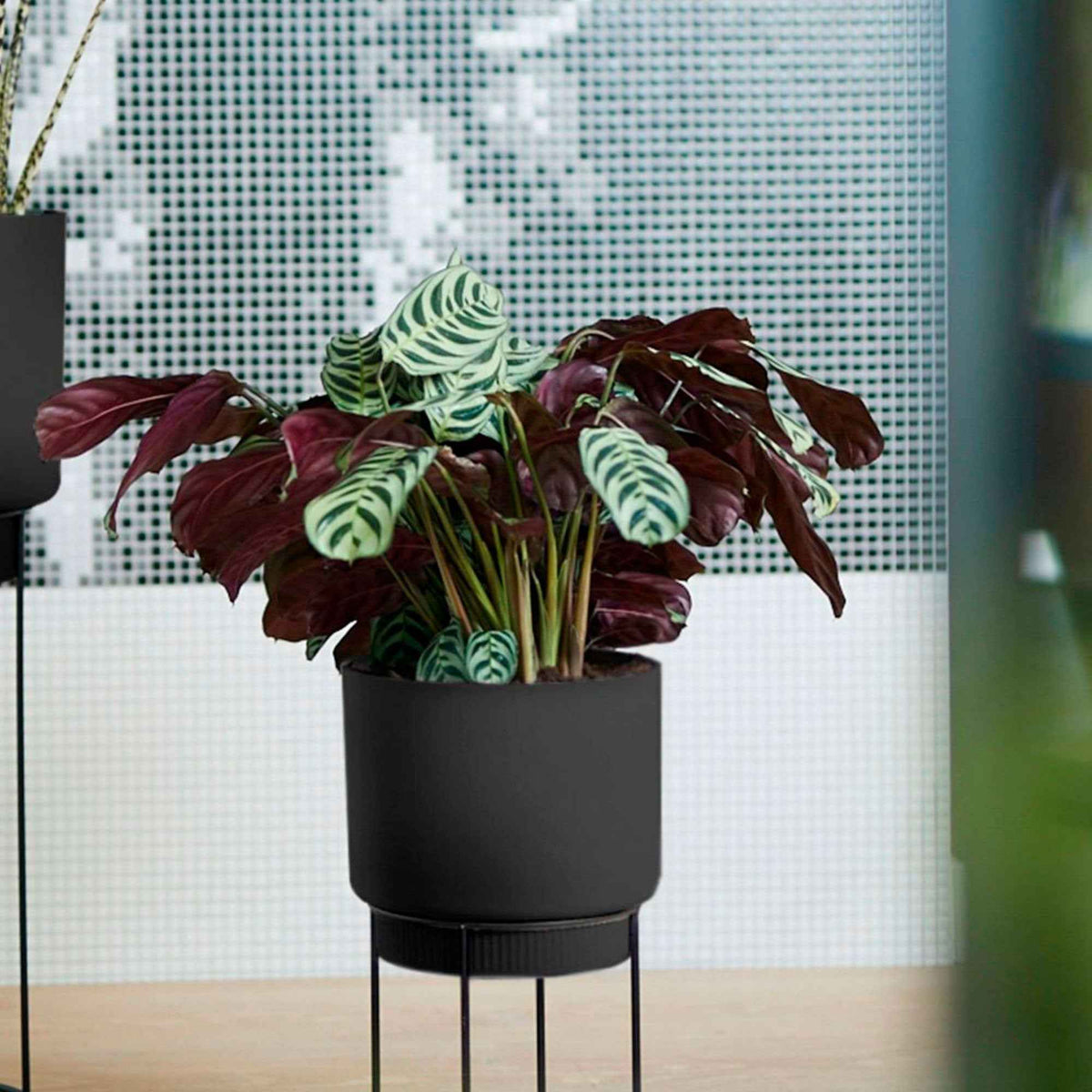 Gebedsplant - Willemse