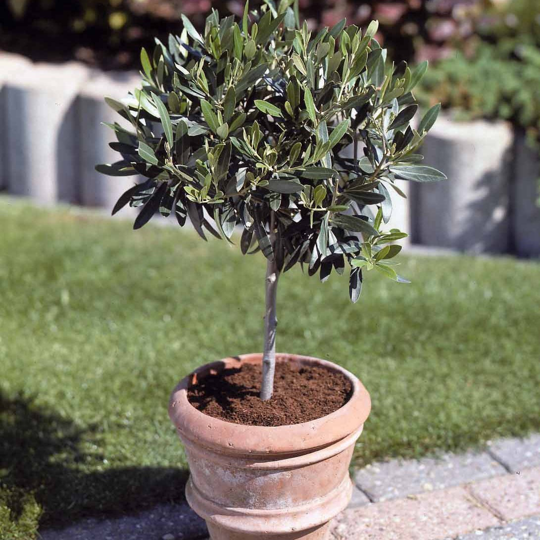 Olijfbomen - Olijfboom op stam - Olea europaea