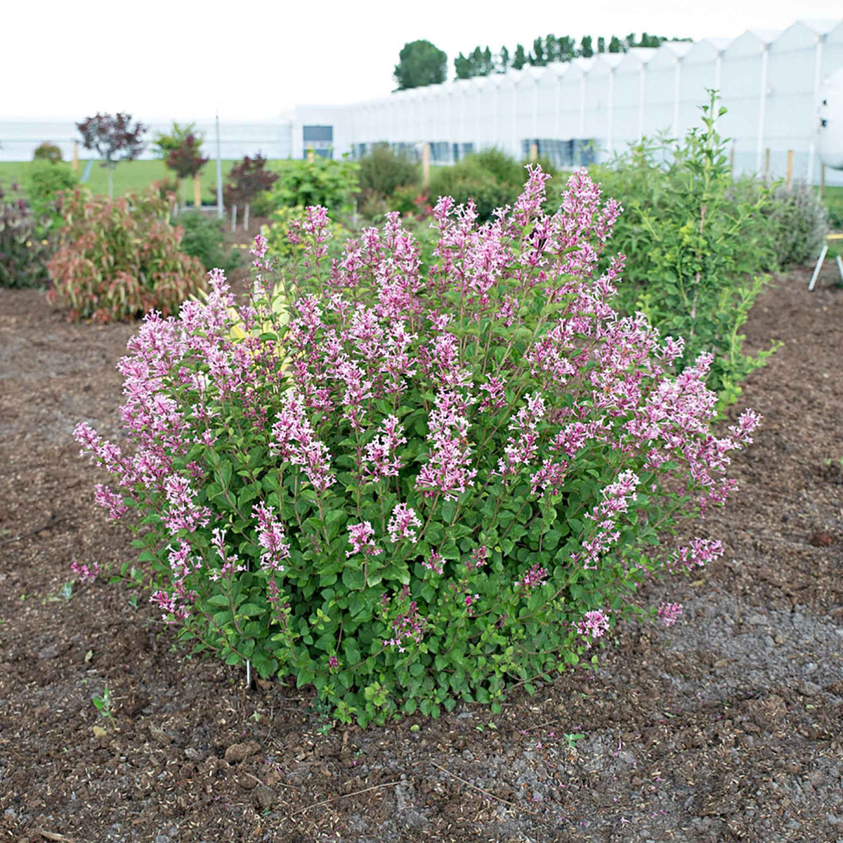 Syringa bloomerang ® pink perfume - Dwergsering 'Pink Parfume' - Sering