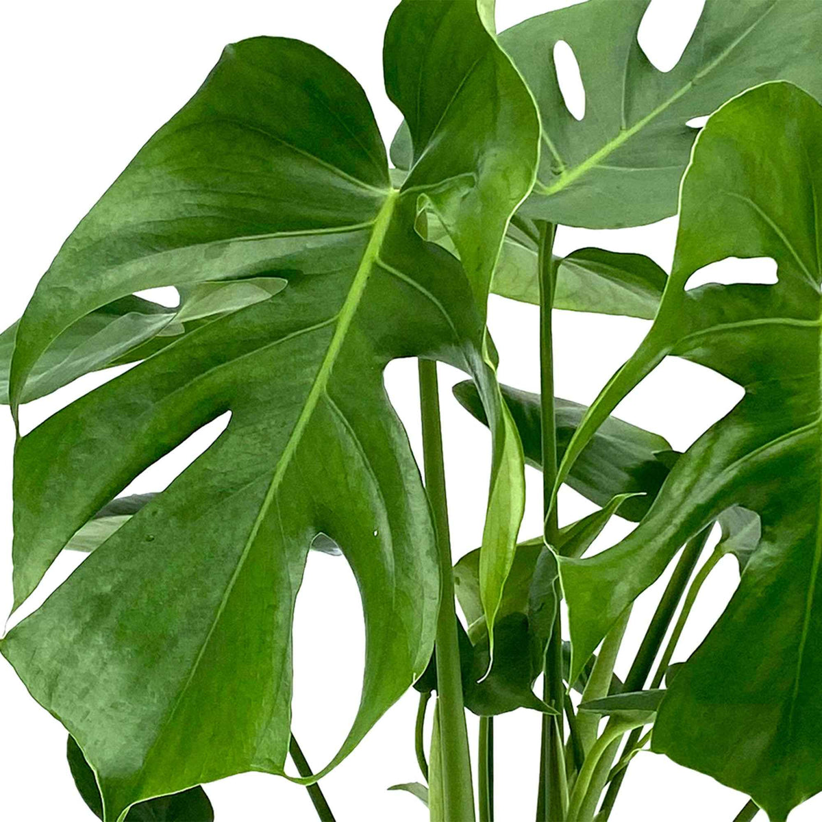Monstera deliciosa - Philodendron Monstera deliciosa - Monstera - Gatenplant