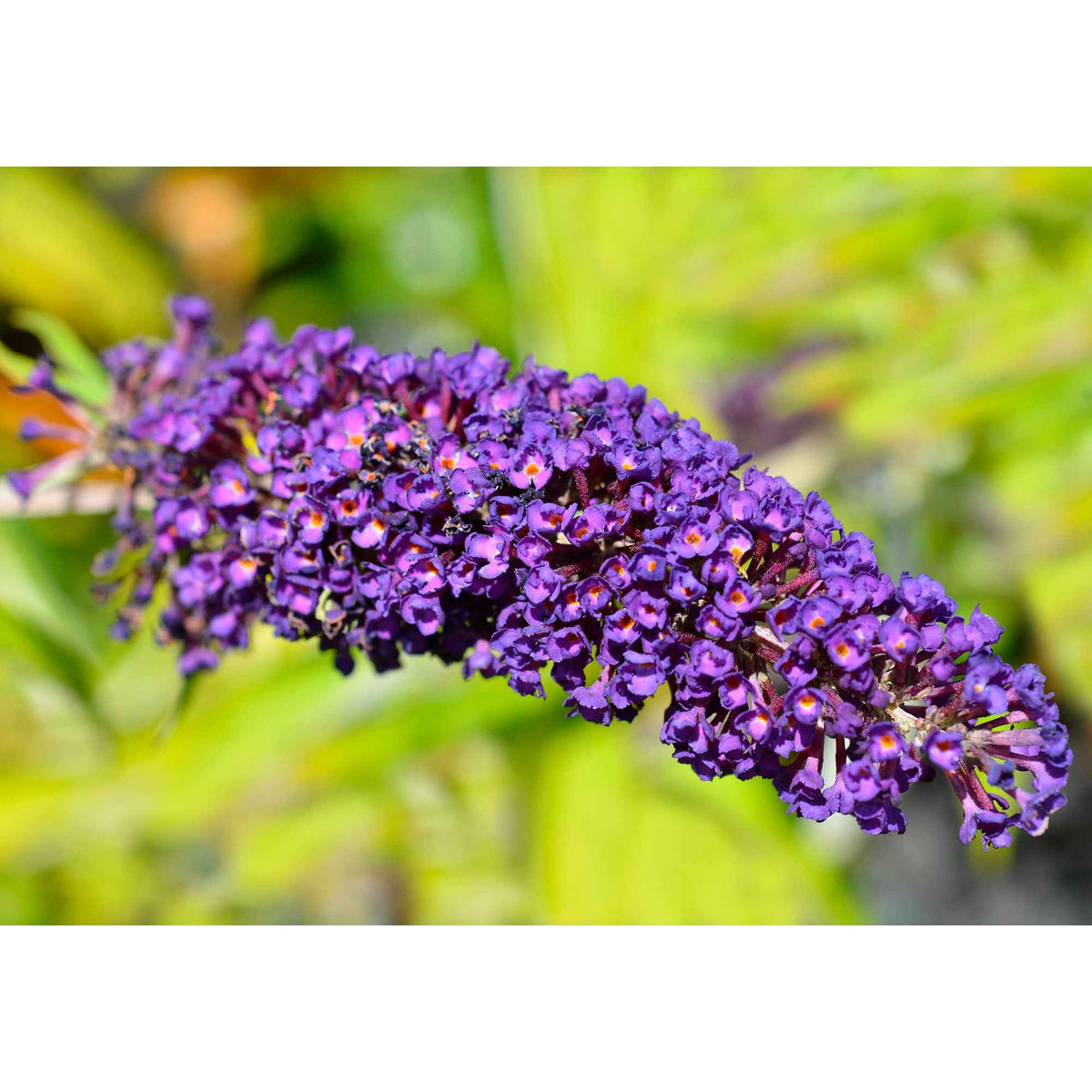 Vlinderstruik 'Empire Blue' - Buddleja davidii Empire Blue - Willemse
