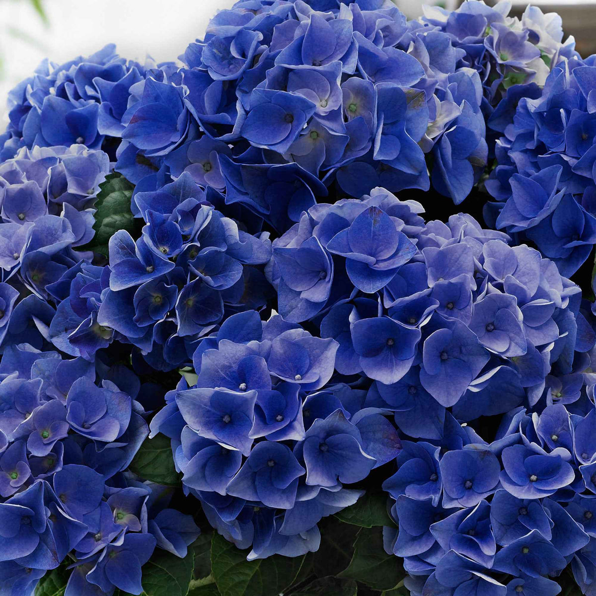 Boerenhortensia 'Blue Boogie Woogie'®