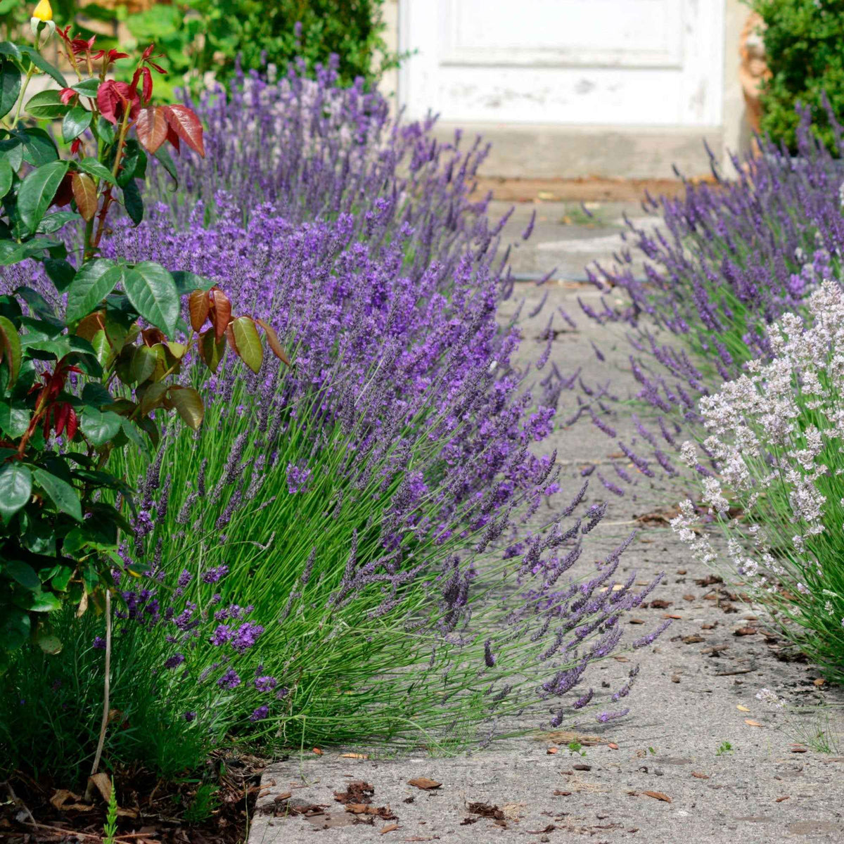 Lavendel (x3) - Willemse