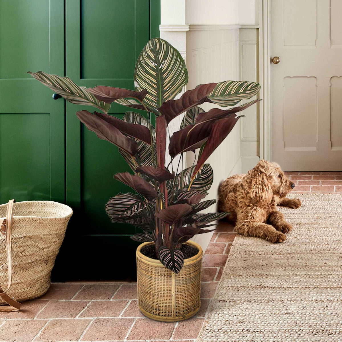 Pauwenplant 'Ornata' - Calathea ornata - Willemse