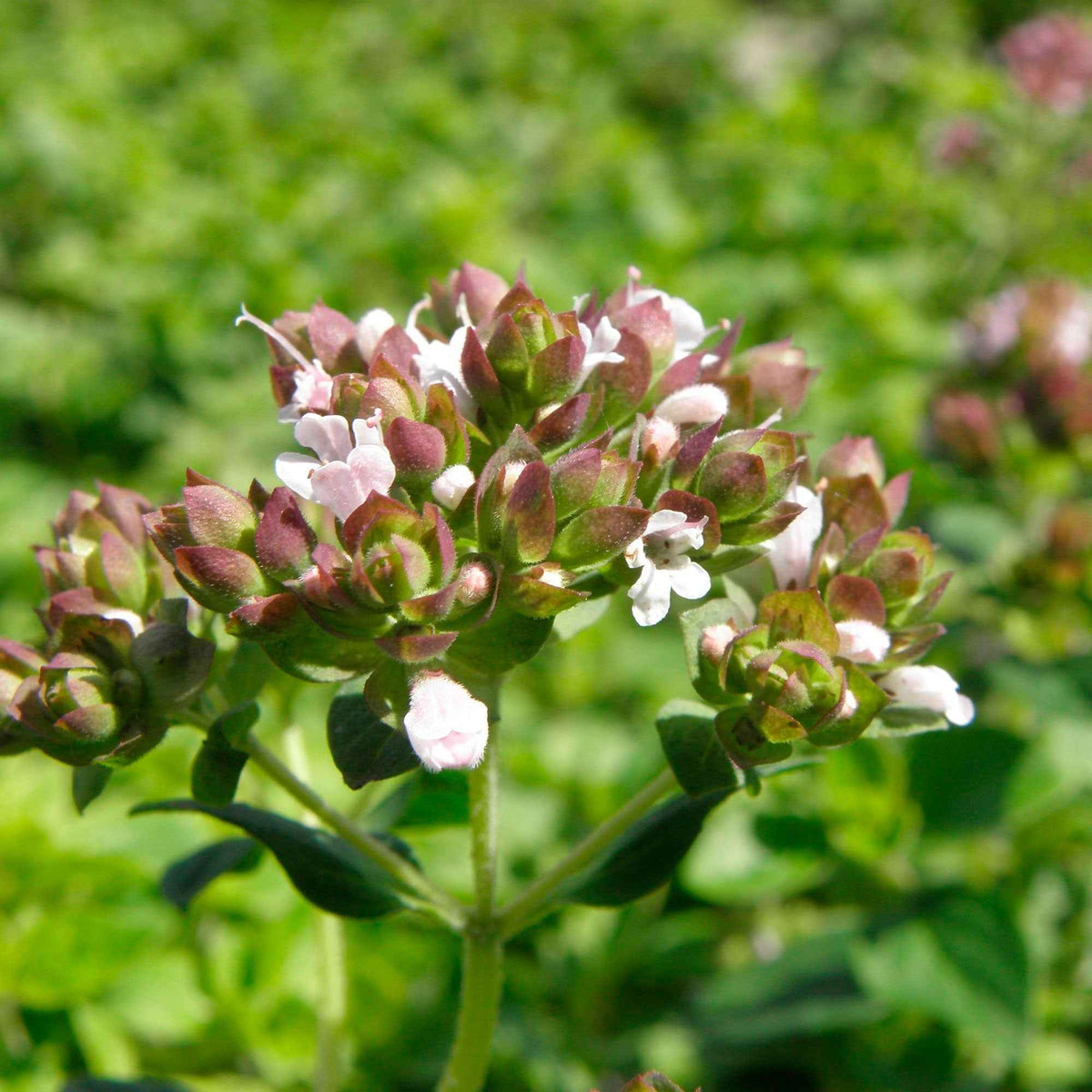 Oregano - Origanum vulgare - Willemse
