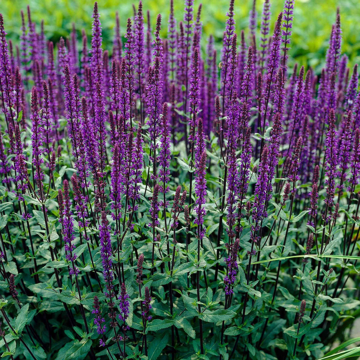 Bossalie 'Caradonna' - Willemse
