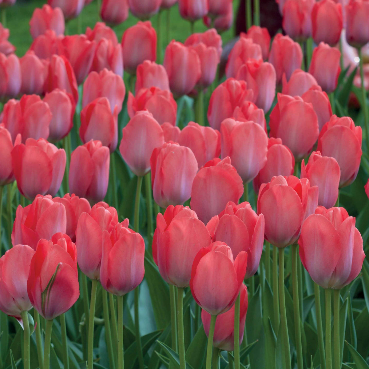 Tulp 'Van Eijk' (x10) - Tulipa van eijk - Tulpen